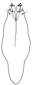 concavus